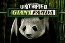 Untamed Giant Panda MICROGAMING PG Slot